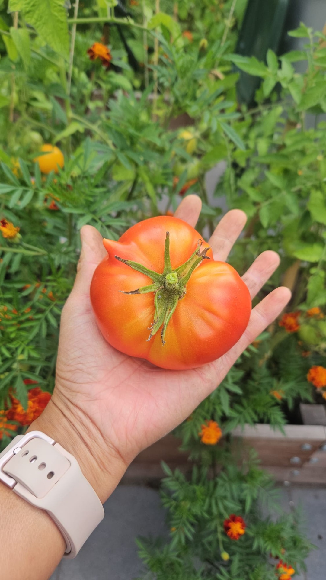 Verse tomaat rechtstreeks uit de moestuin, gekweekt met liefde bij Lizzy’s Little Farm